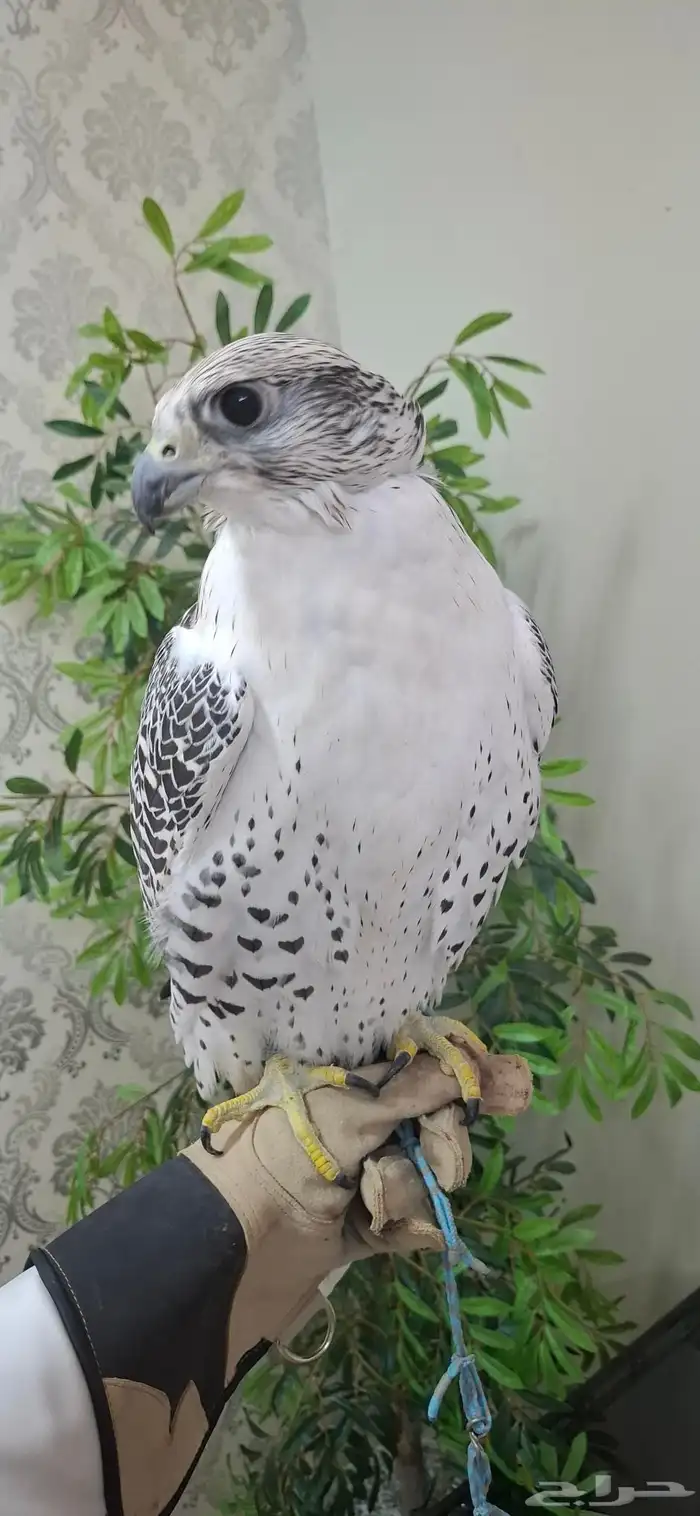 جير بيور 1