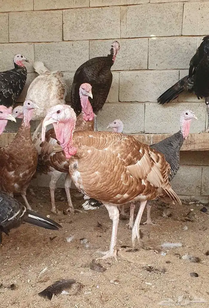 ديوك رومي بعمر 7 أشهر أحجام طيبة 1