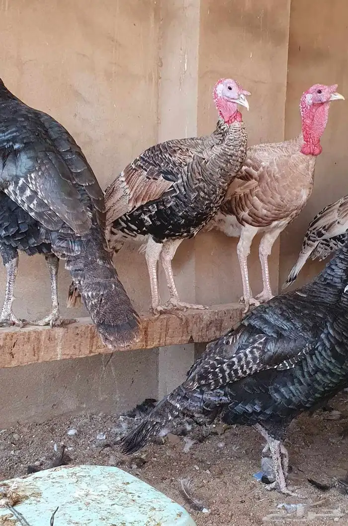 ديوك رومي بعمر 7 أشهر أحجام طيبة 0