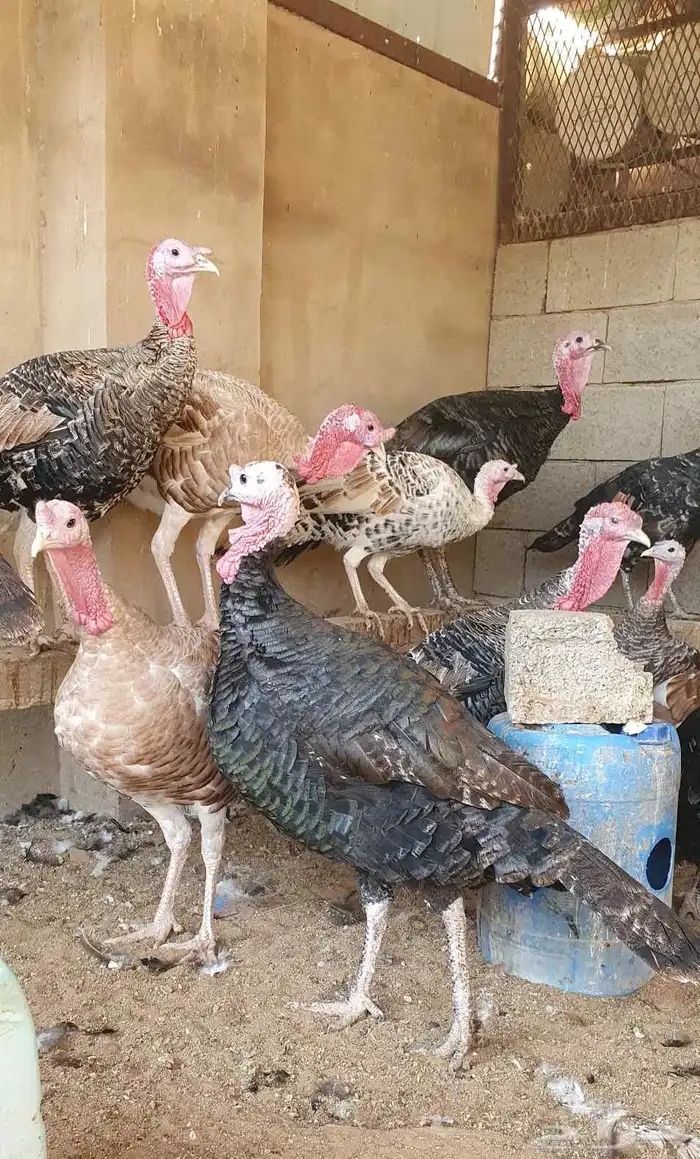 ديوك رومي بعمر 7 أشهر أحجام طيبة 2