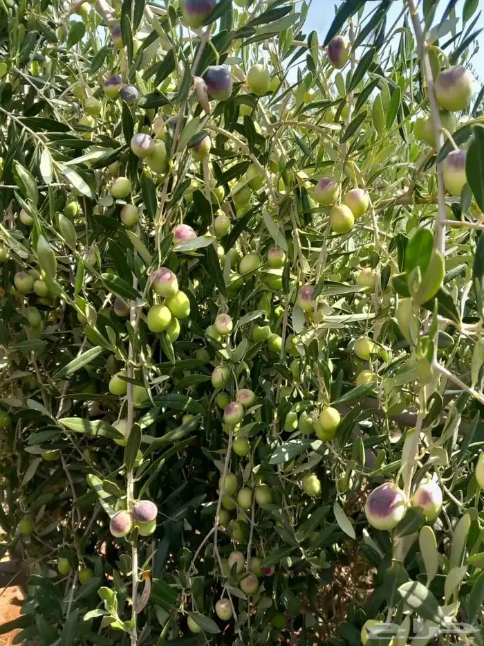 زيتون اخضر قطف يومي 3