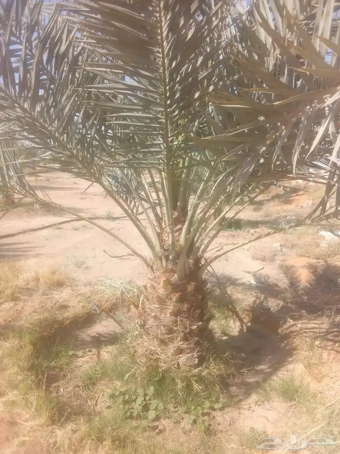 يوجد لدينا جميع انواع انخيل العربي وزينه 8