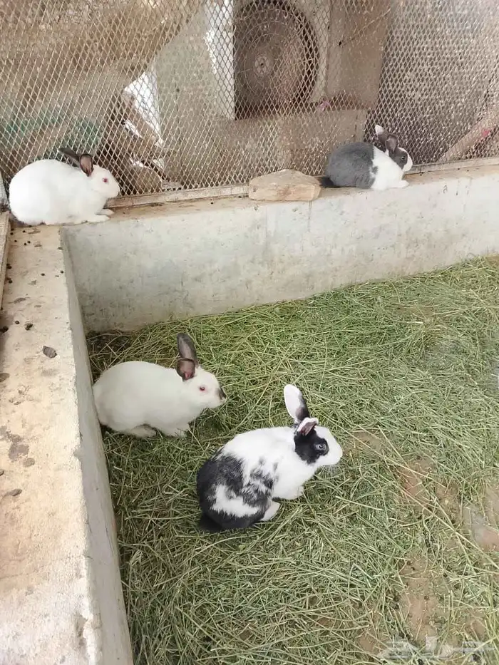ارانب ذكور تربيه وذبح 1
