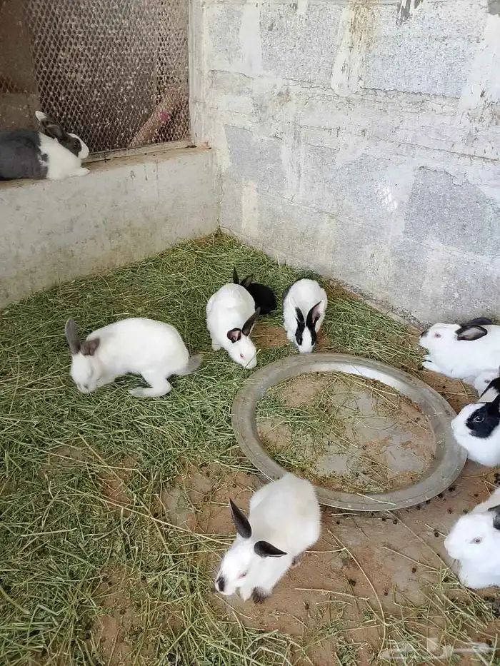 ارانب ذكور تربيه وذبح 3