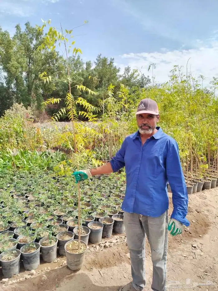 شتلات بالجملة 1