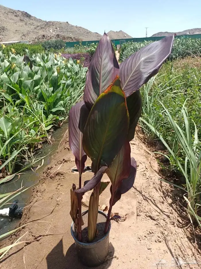 نخيل الأشجار العشب الطبيعي الزهور توريد وتنفيذ 7