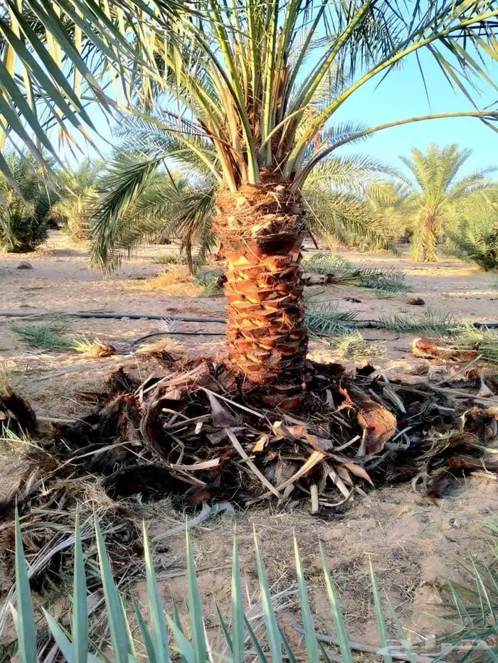 يوجد لدينا نخل للبيع علا جميع المقاسات وسعار مناسبة ونوايع 6