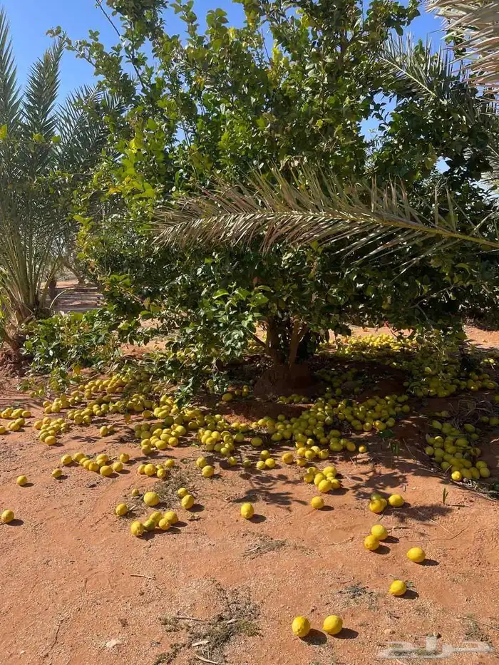 أشجار حمضيات وسدر يوسف فندي ليمون برتقال بو صره تين رمان عنب 4