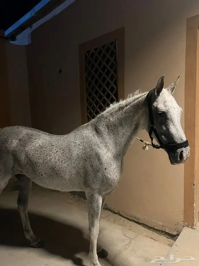 فرس شعبيه مع مهرها 1