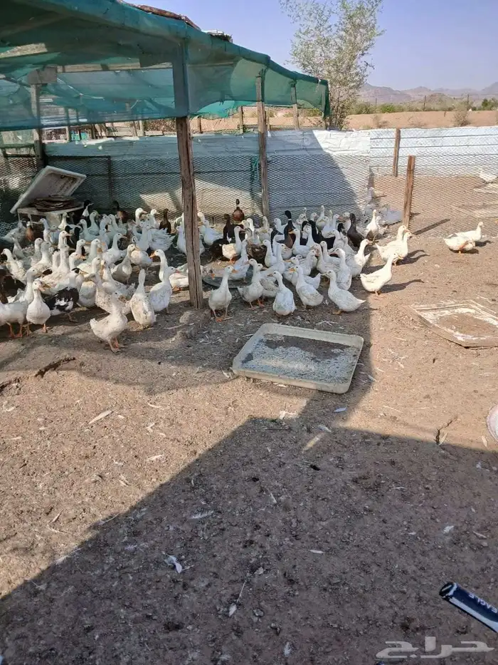 بط بكيني للبيع 1