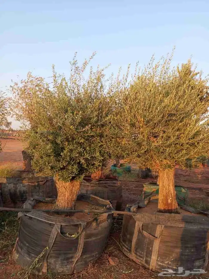 زيتون وشنطوني سرو شجر زيتون 2