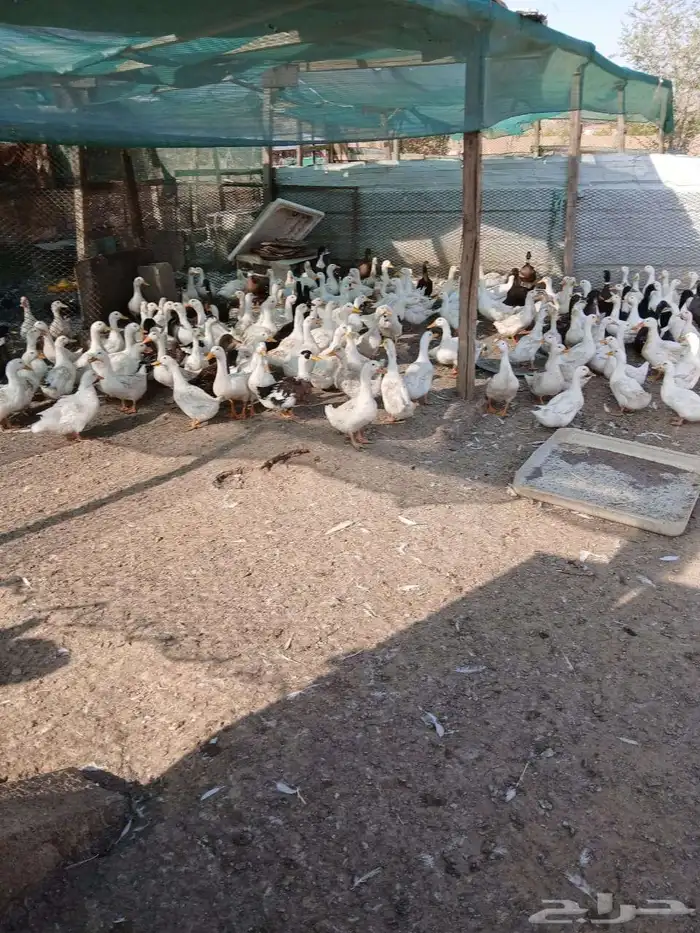 بط بكيني للبيع 0