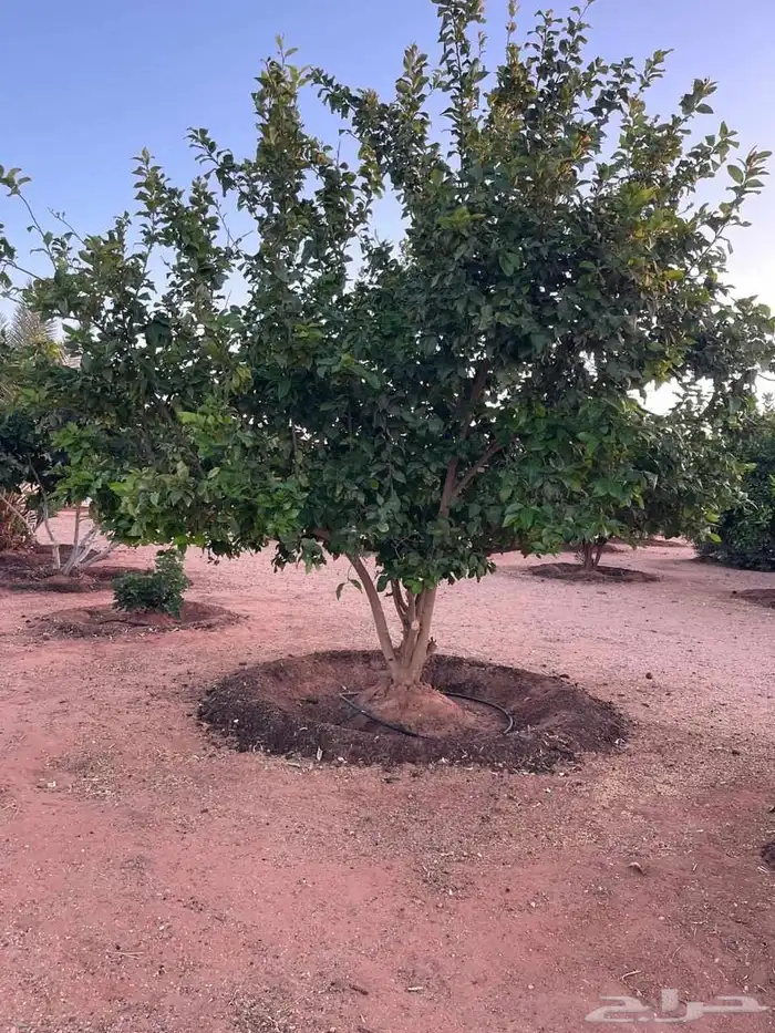 أشجار حمضيات وسدر يوسف فندي ليمون برتقال بو صره تين رمان عنب 0