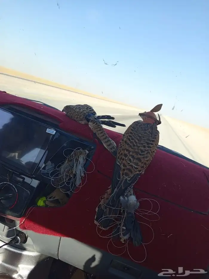 يوجد لندينا باشق او شبوط و حدية او مسح الرضوان 2