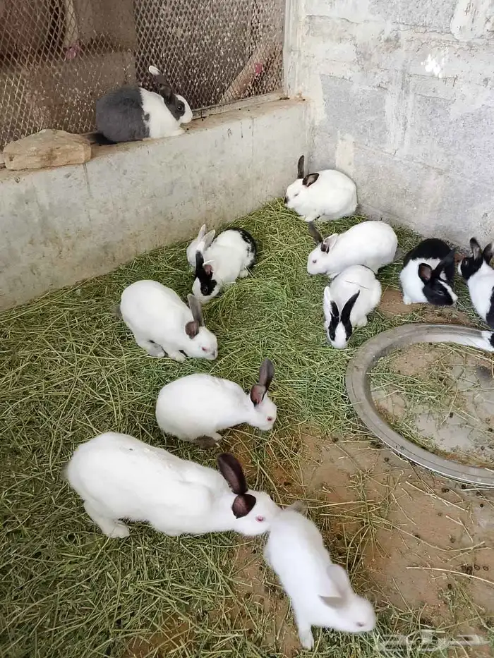 ارانب ذكور تربيه وذبح 4