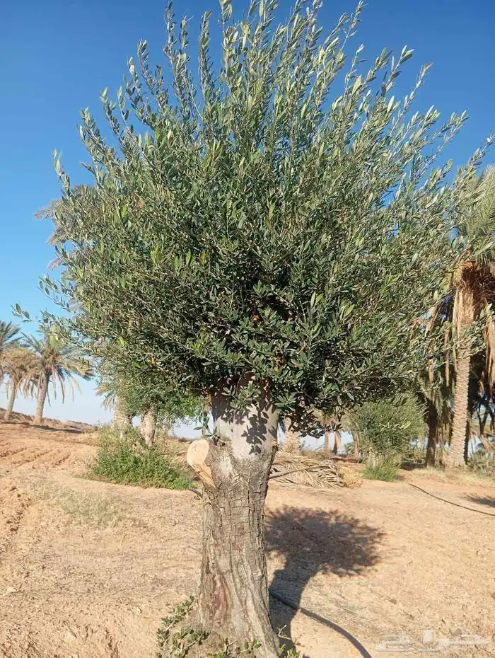 متوفر لدينا جميع انواع الزيتون مجذر ومفرع 3