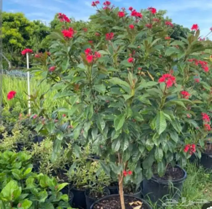 تنسيق حدائق مشاتل الدمام 2