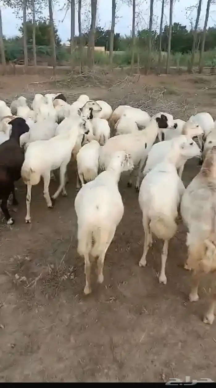 ضان رفيدي قرايب دفيع على الشرط فحص سونار ومشروطه من كل عيب 3