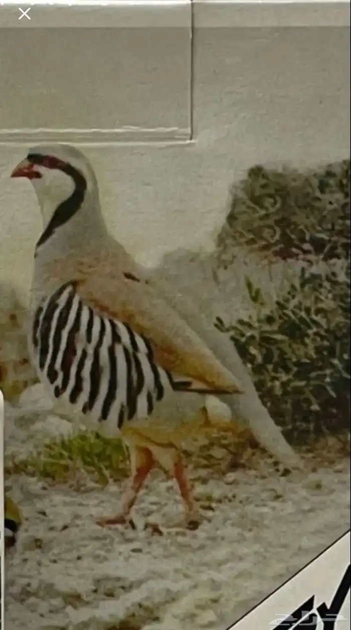 مطلوب فشق ش و ز 0