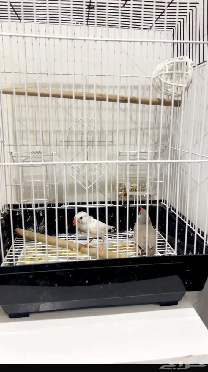 عصفورين للبيع 100 ريال 1