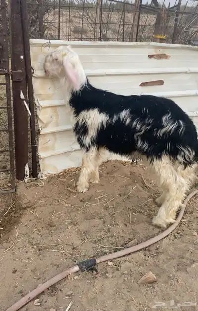 طلي مشروع فحل index