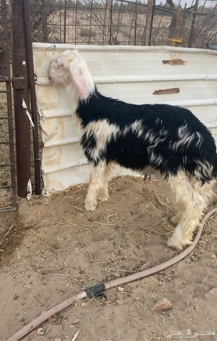 طلي مشروع فحل 1