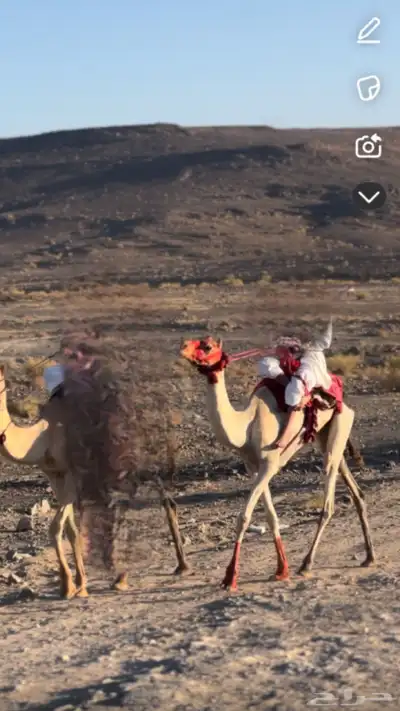 السلام عليكم 0