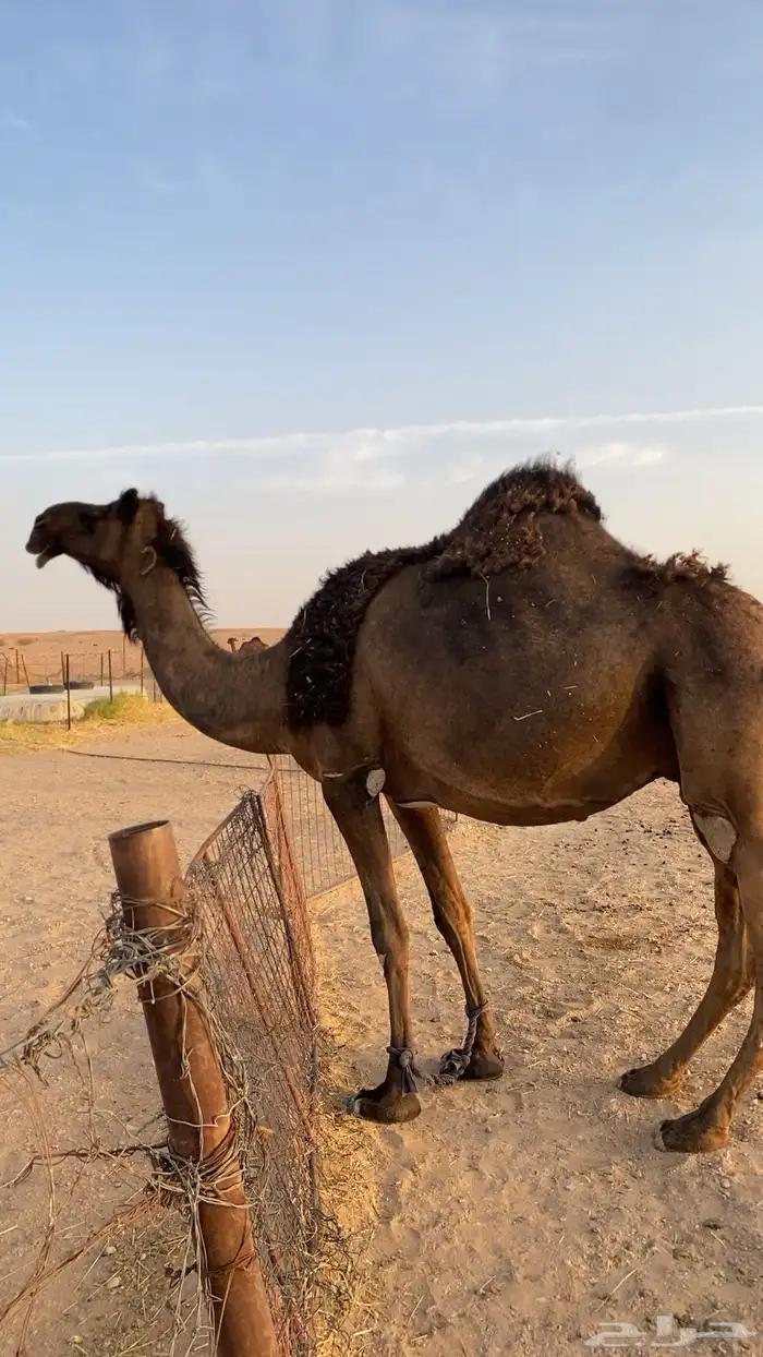 القحه كفو طيبه وقعود 0