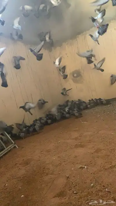 حمام اسودي نضيف 0