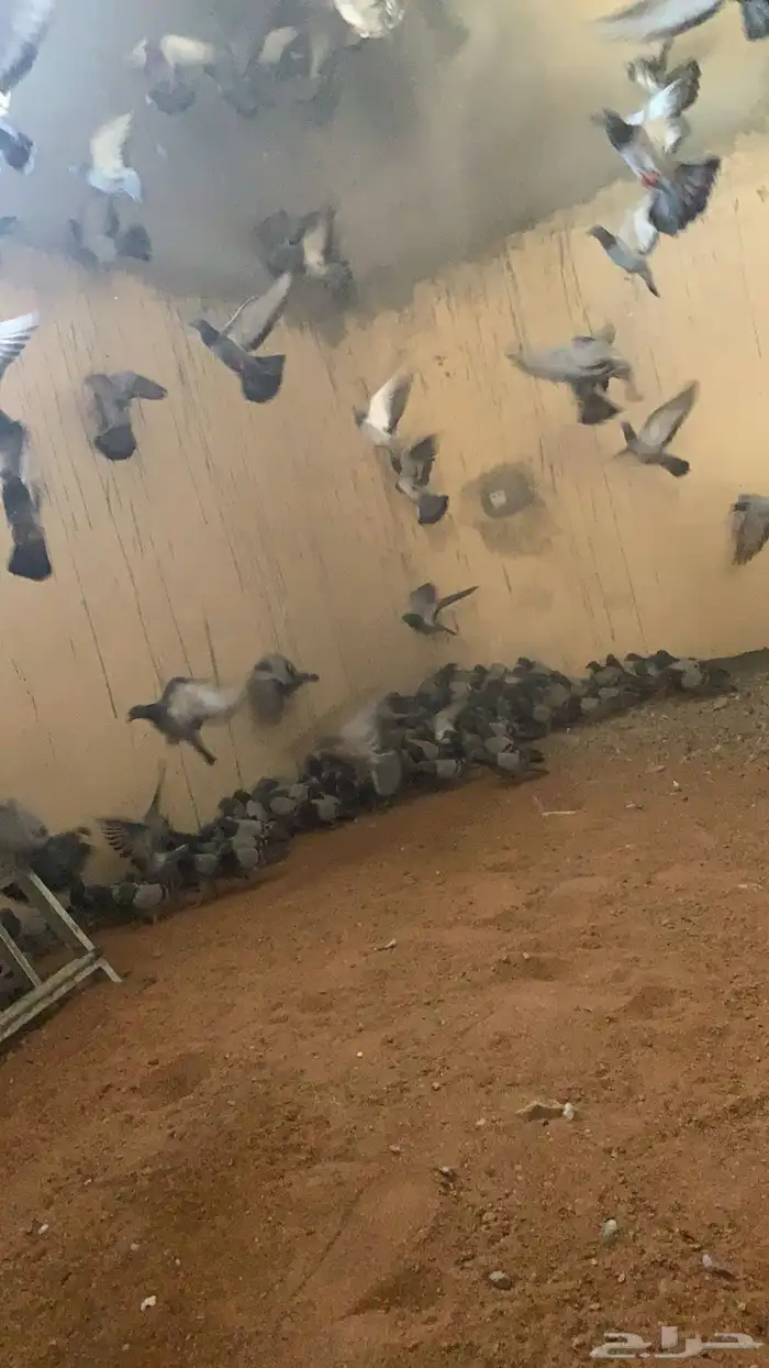 حمام اسودي نضيف 0