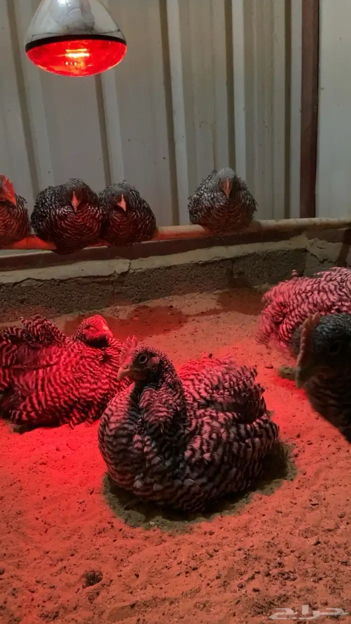 امروك الامريكي 5