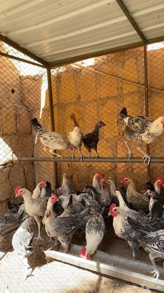 دجاج بشاير بداية بيض 0