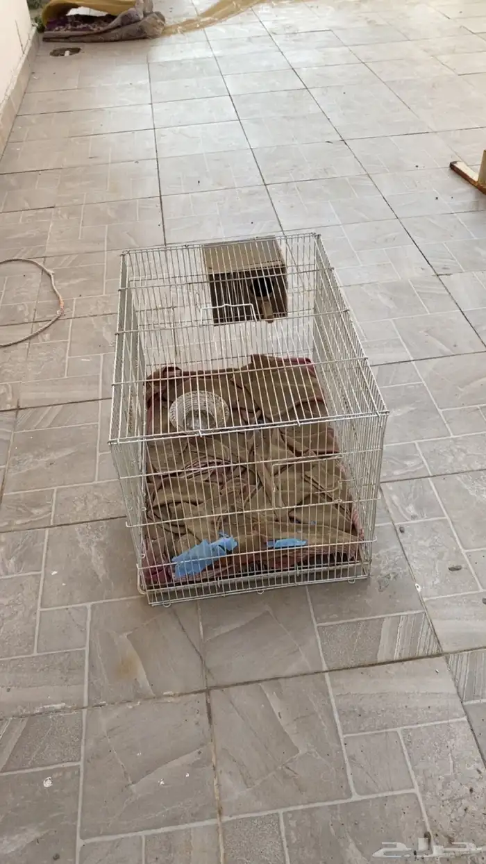 شبك طيور جديد 1