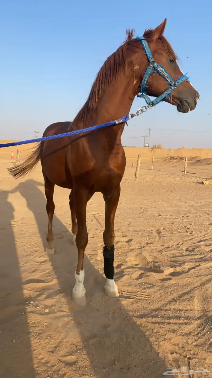 حصان شعبي كفو 3