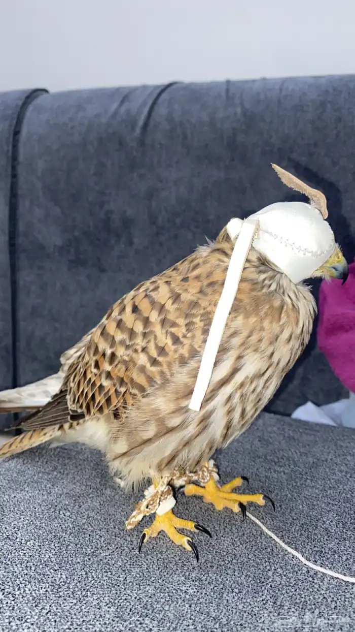 باشق للبيع وحش 0