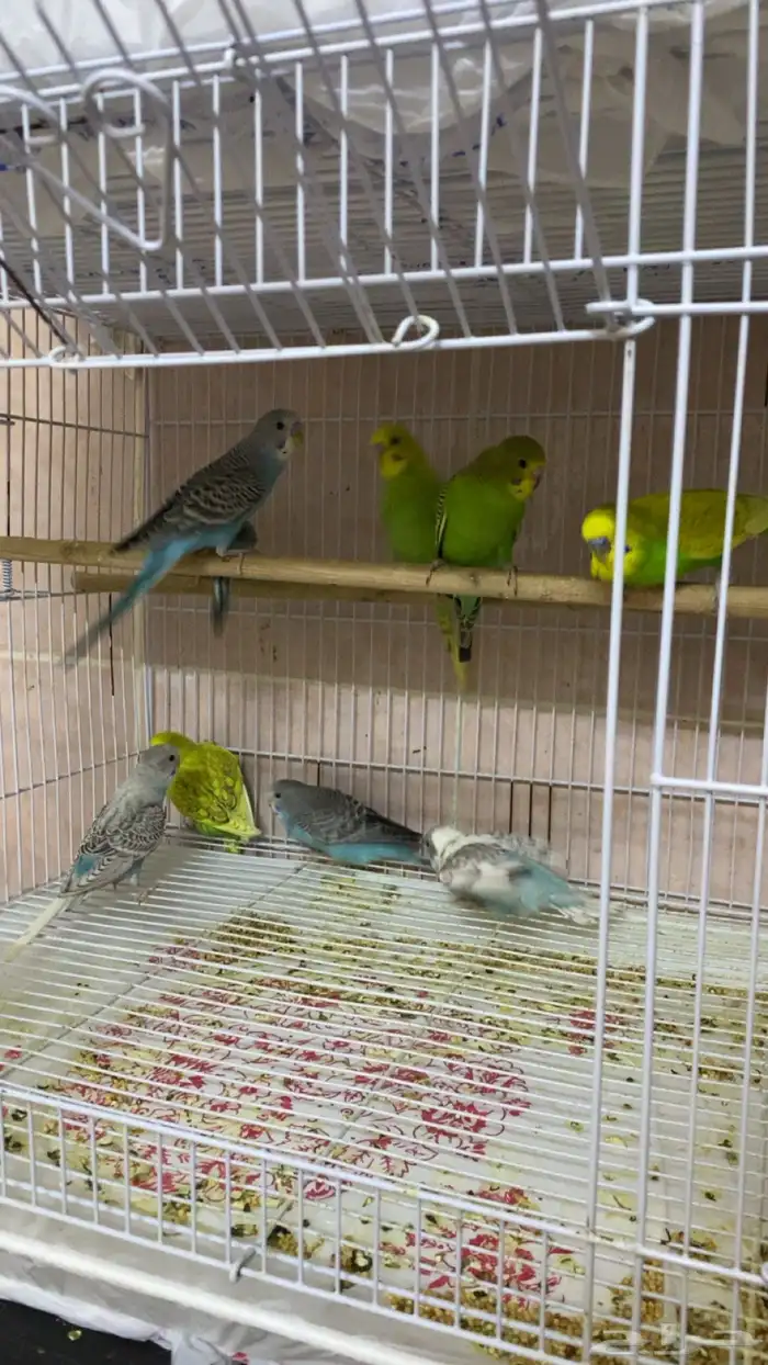 جوز و 8 فروخ بادجي السعر قابل للتفاوض البسيط 2