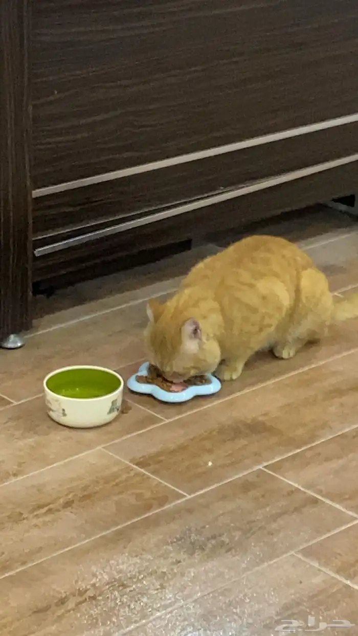 قط تبني مستعجل اليف 1