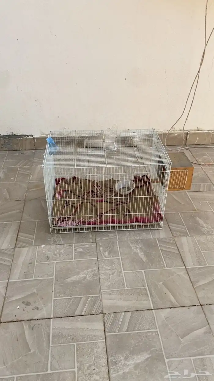 شبك طيور جديد 3