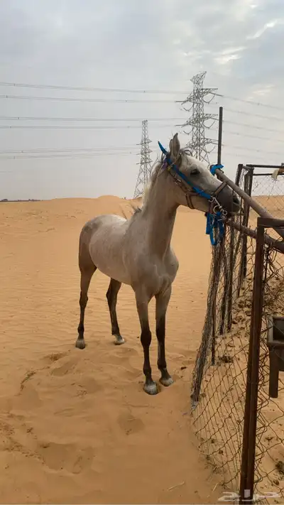 فرس شعبيه كفوو index