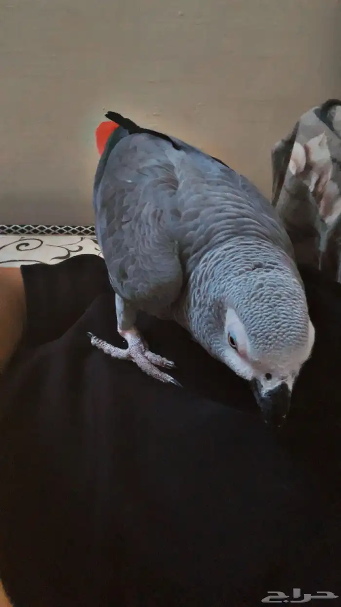 ببغاء كاسكو 1