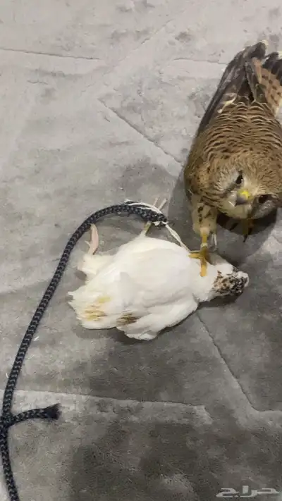 مطلوب شبوط او باشق 0