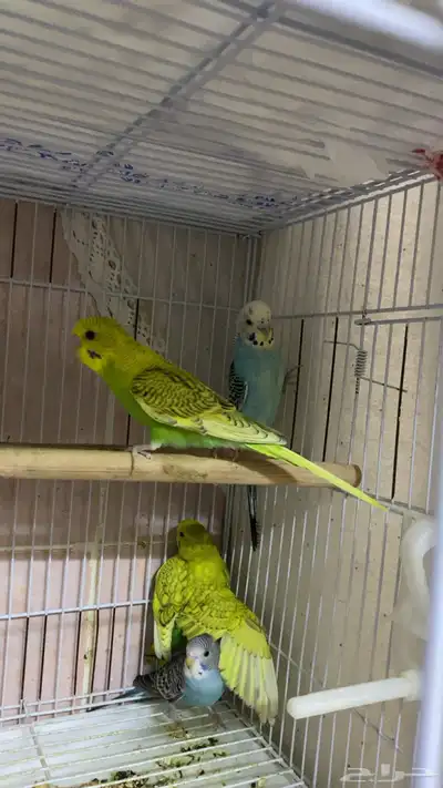 جوز و 8 فروخ بادجي السعر قابل للتفاوض البسيط index