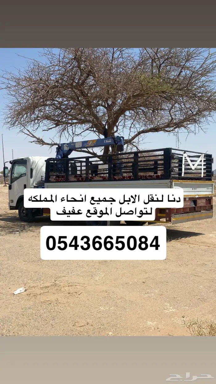 دنا لنقل الابل 0