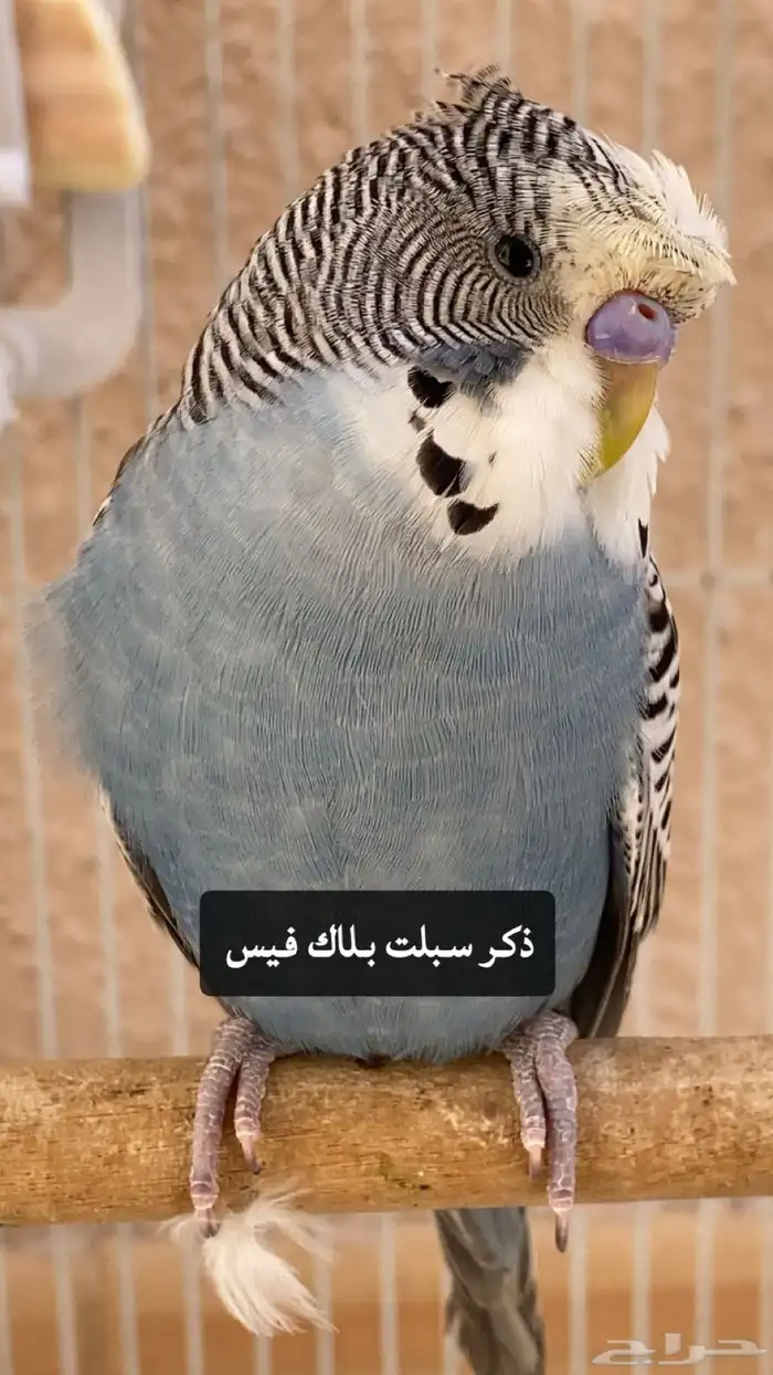 بادجي بلاك فيس وسبلت 2
