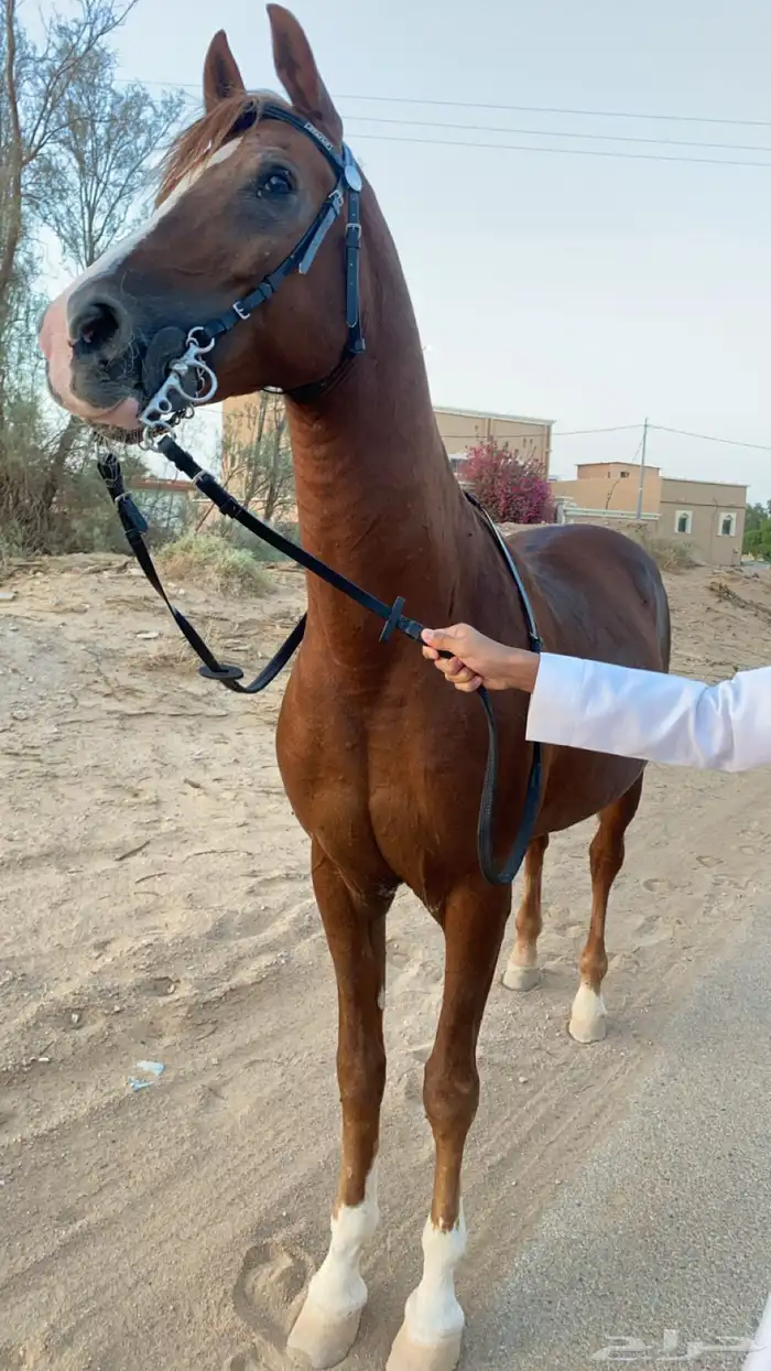 حصان شعبي كفو 2