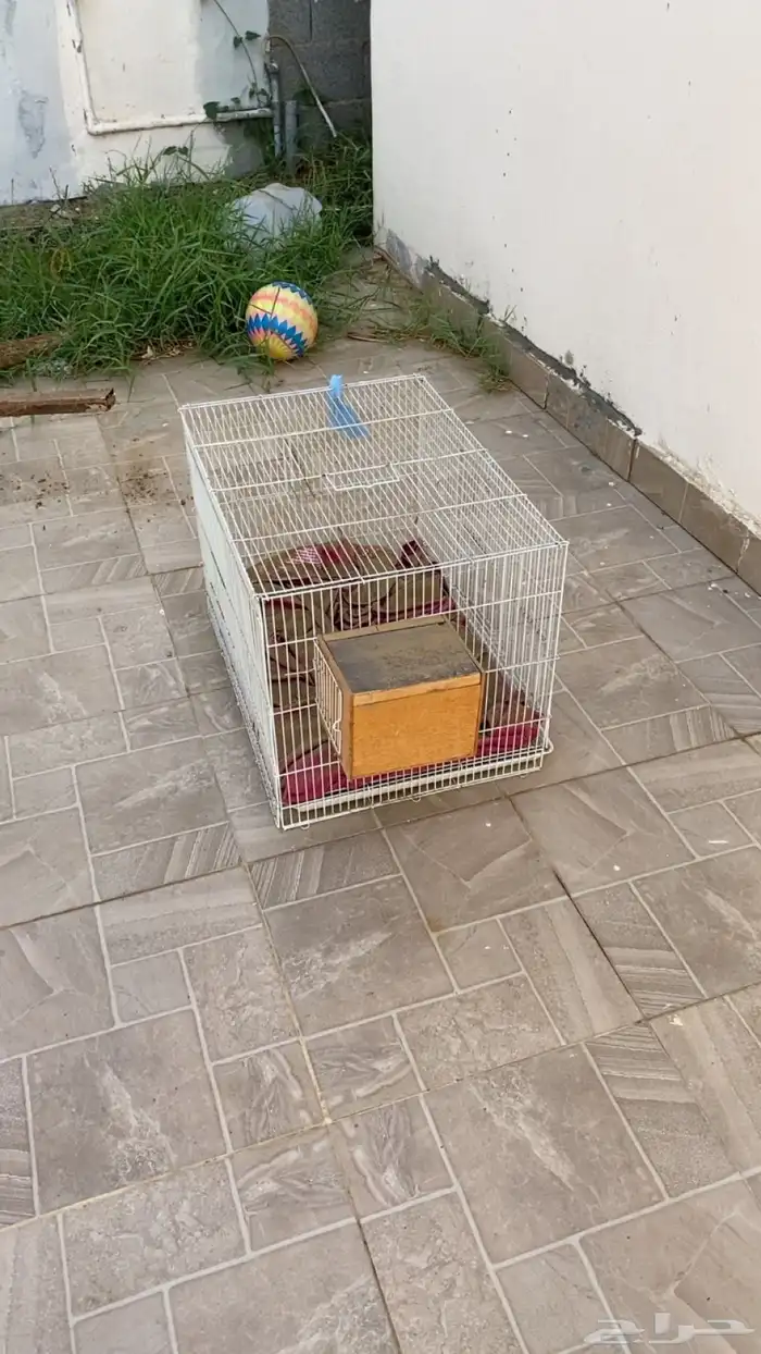 شبك طيور جديد 2