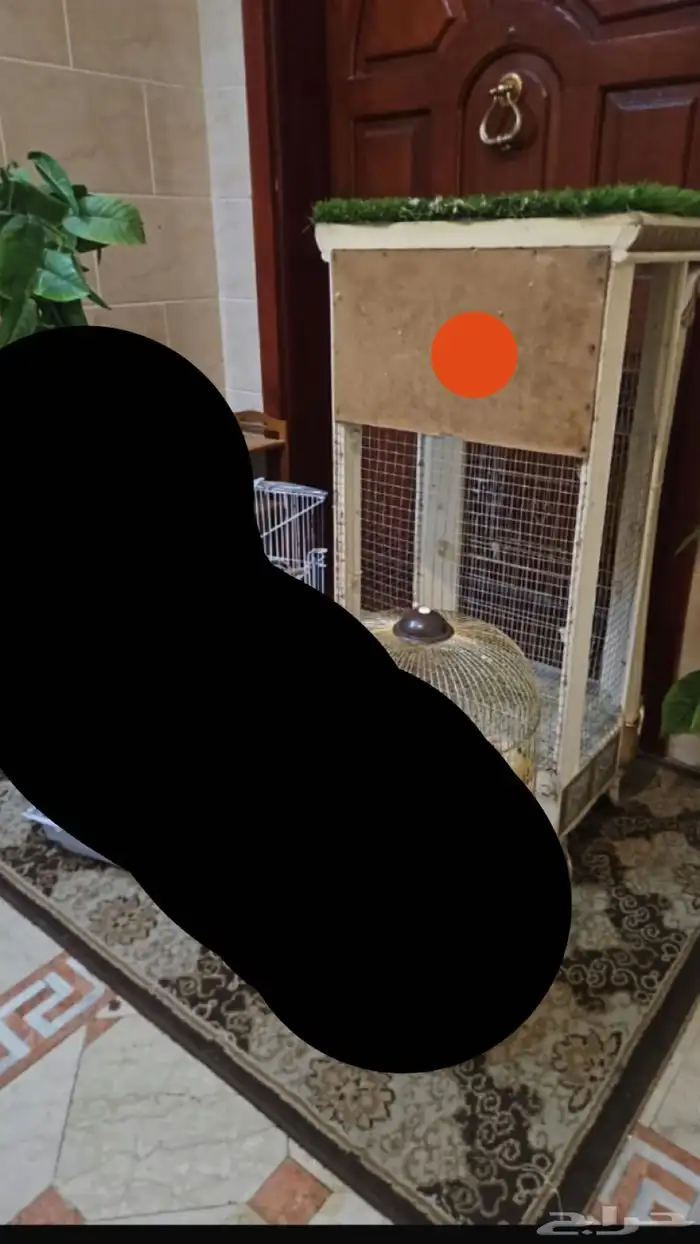 كنيور أناناس اليف جدآ وهدد نشبة ومتكلم 1