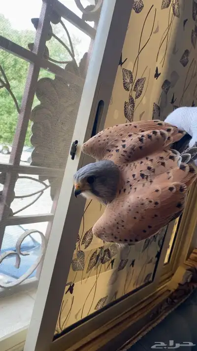 طاير شبوط index