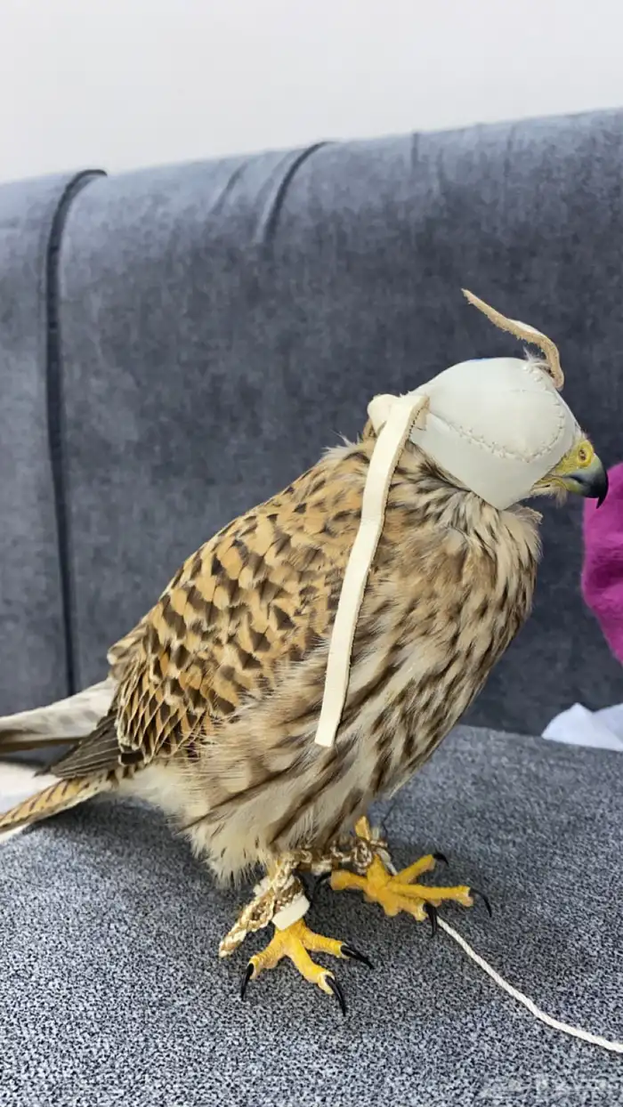 باشق للبيع وحش 1