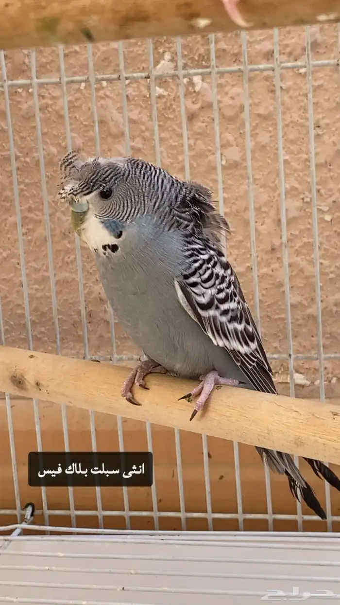 بادجي بلاك فيس وسبلت 0